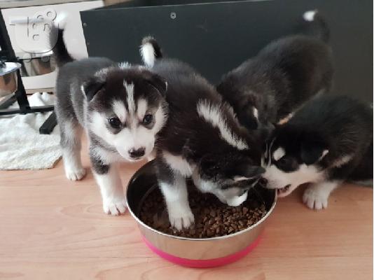 PoulaTo: Σιβηρικά κουτάβια Husky προς πώληση
